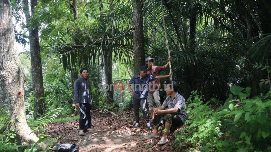 Menyelamatkan Hutan dan Menguatkan Ekonomi Lokal Bersama Amman Mineral