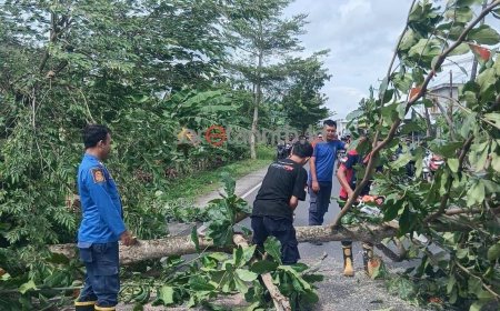 Damkartan Lombok Tengah Evakuasi Pohon Miring di Lajut, Lalu Lintas Tetap Aman
