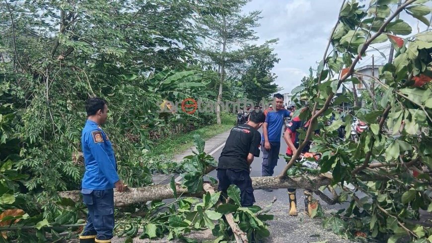 Damkartan Lombok Tengah Evakuasi Pohon Miring di Lajut, Lalu Lintas Tetap Aman