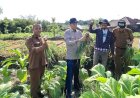 Wabup HM Nursiah Apresiasi Inovasi Tumpang Sari Bawang di Lahan Tembakau