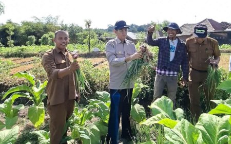 Wabup HM Nursiah Apresiasi Inovasi Tumpang Sari Bawang di Lahan Tembakau