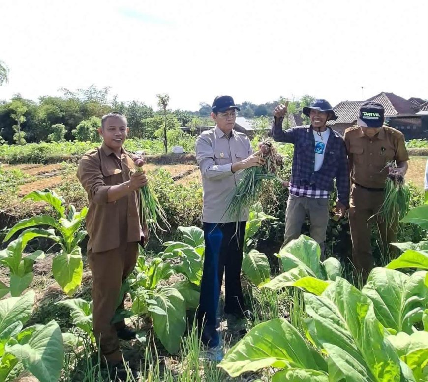 Wabup HM Nursiah Apresiasi Inovasi Tumpang Sari Bawang di Lahan Tembakau